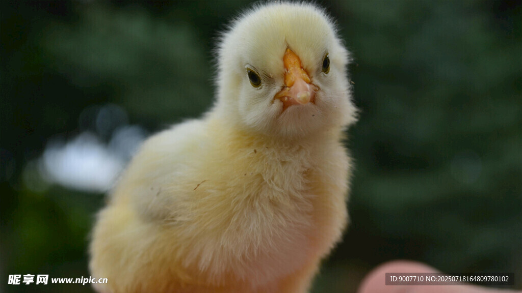 可爱小黄鸡被温柔抚摸