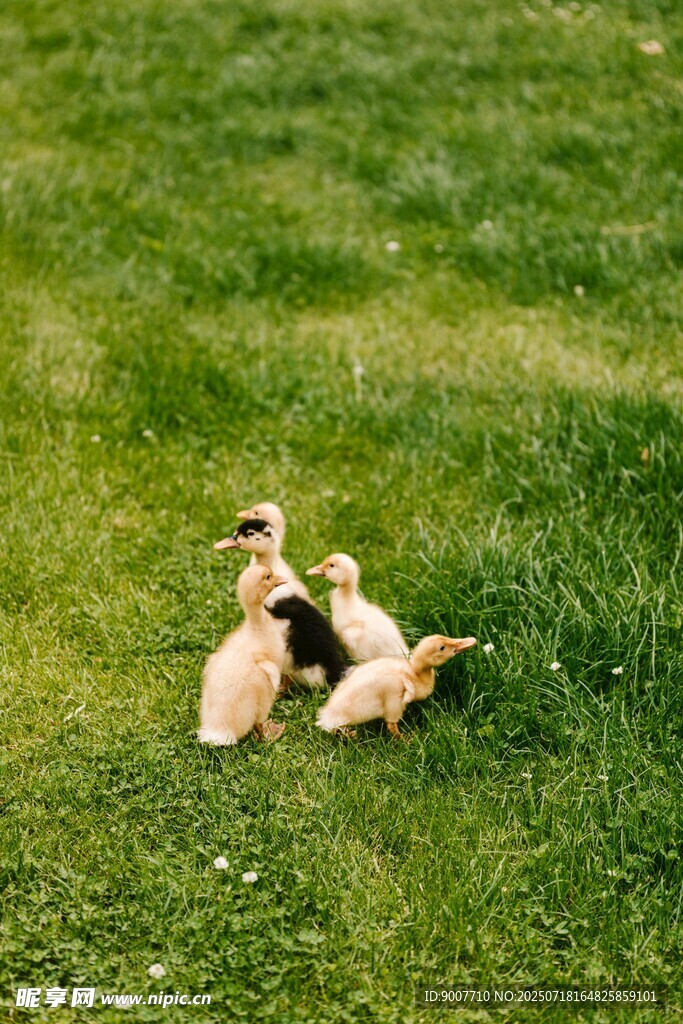 草地上玩耍的几只小狗