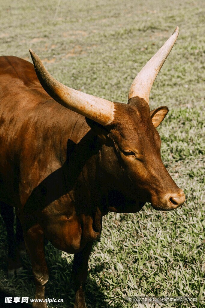 长角棕牛于草地