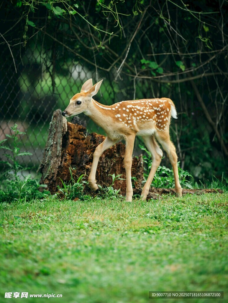 草地上的可爱小鹿