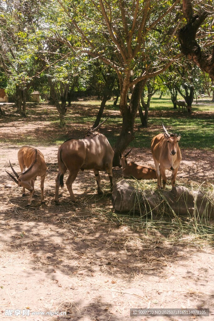 树下休憩的几头小牛