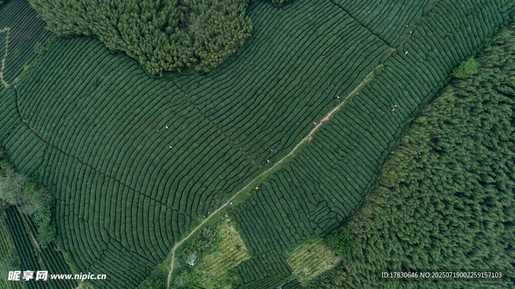 自然茶园茶叶采茶人