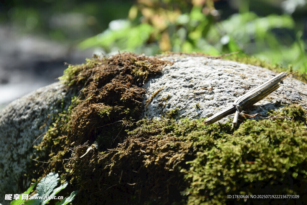 岩石上的蜥蜴与苔藓