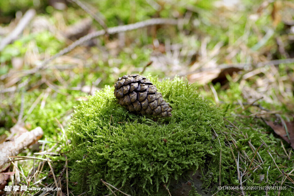 青苔上的松果