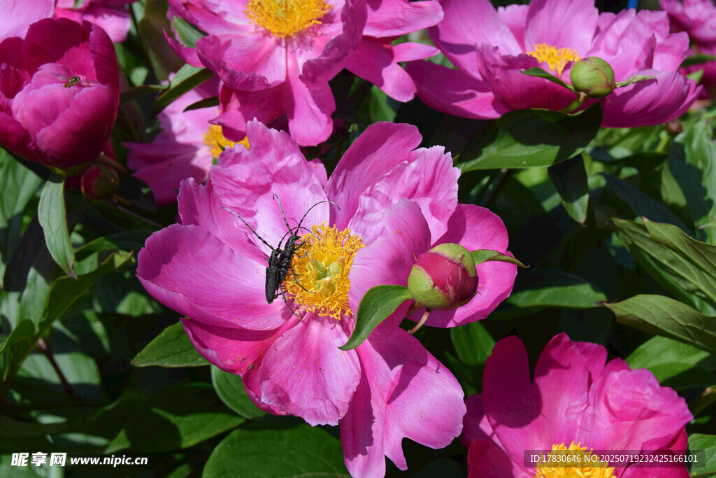 娇艳芍药花上的蜜蜂