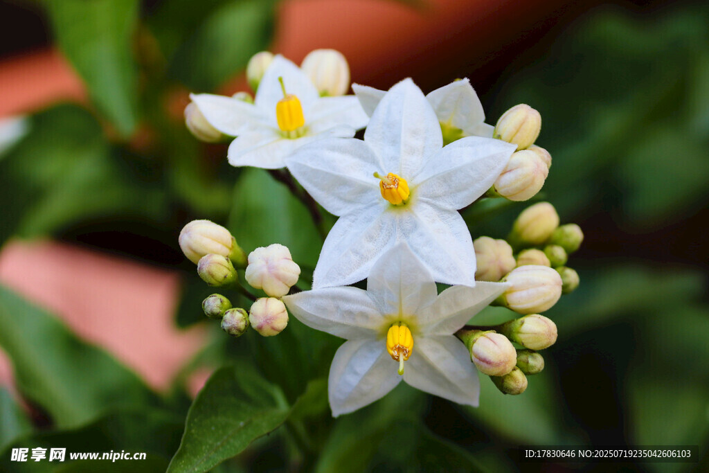 白色小花绽放绿叶间