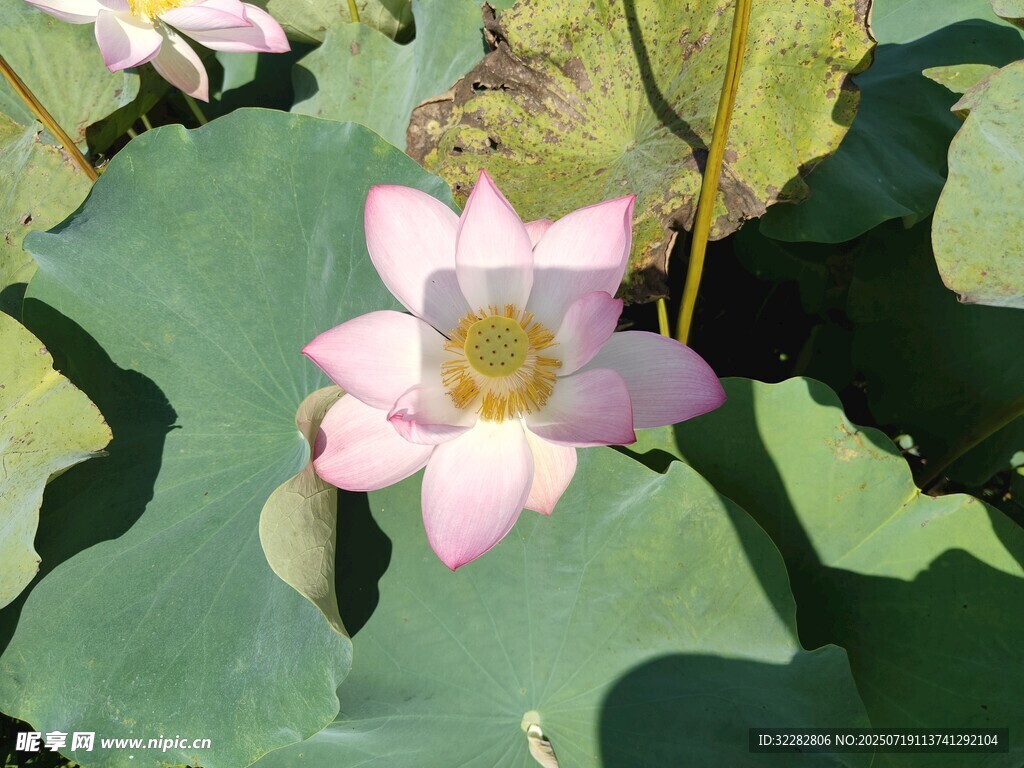 粉色荷花绽放于绿叶间