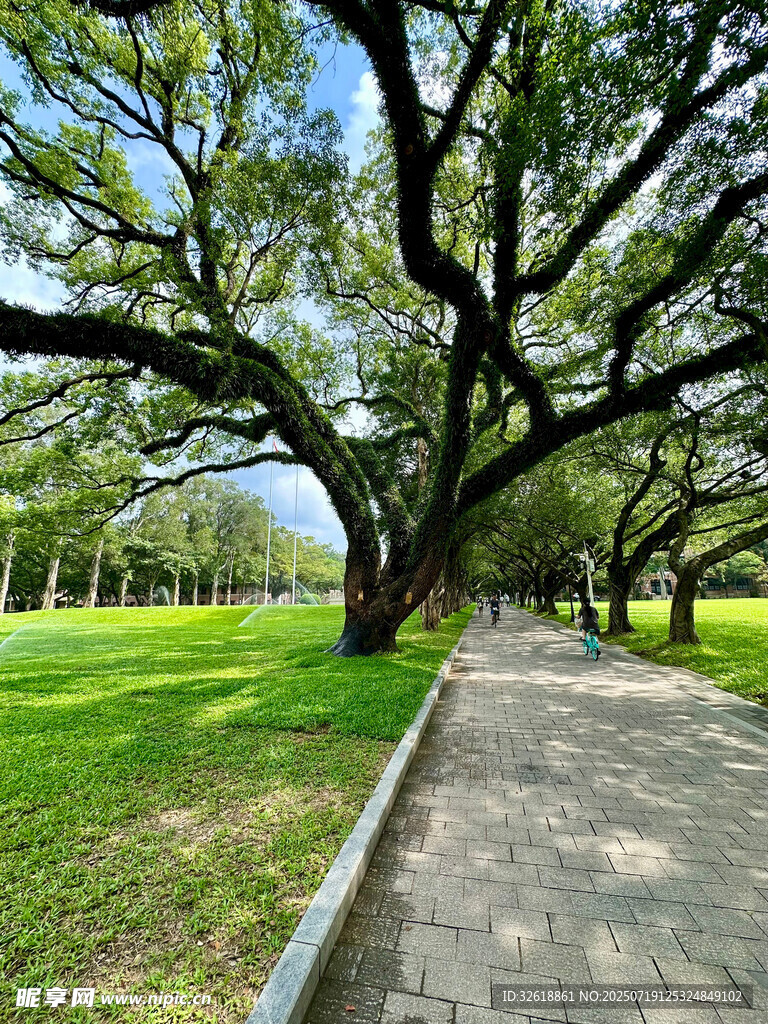 中山大学林荫小道