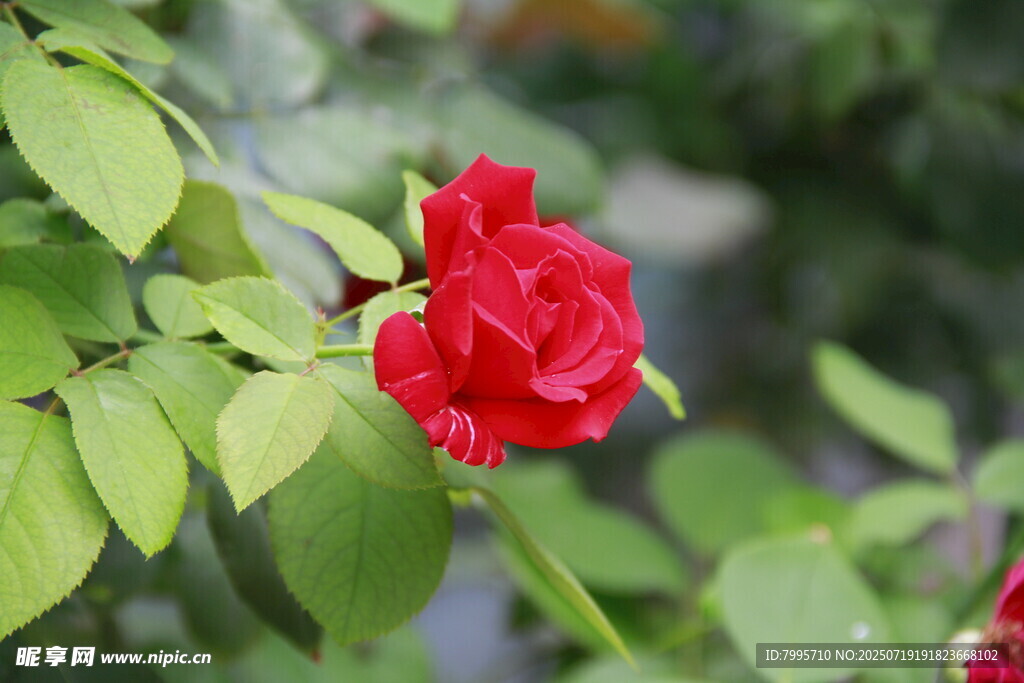 娇艳红玫瑰绽放绿叶间