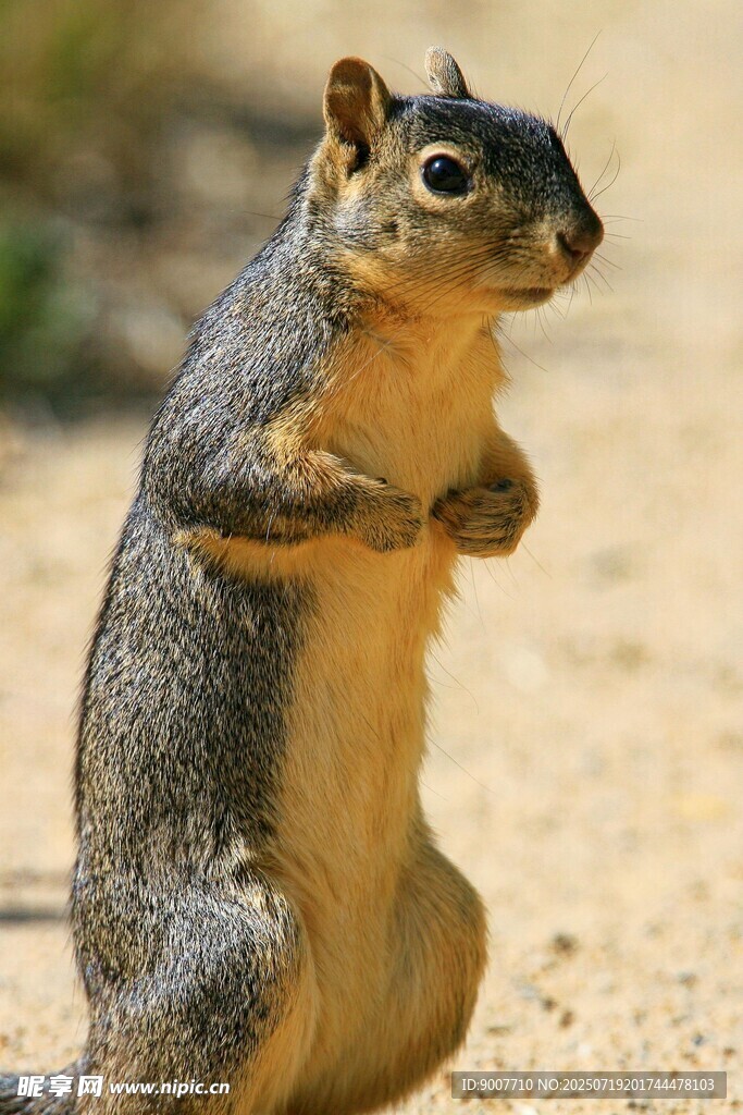 站立的松鼠