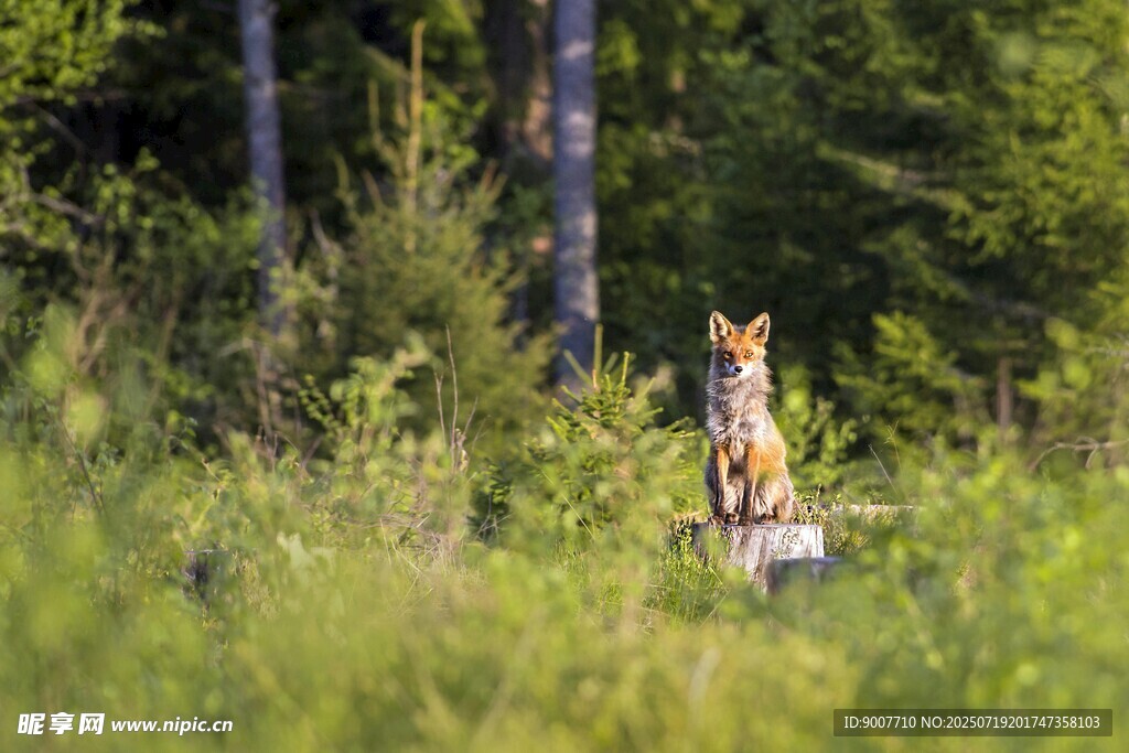 森林中警觉的狐狸