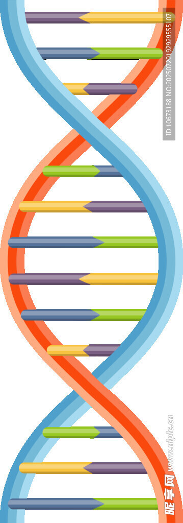 双螺旋DNA结构示意图