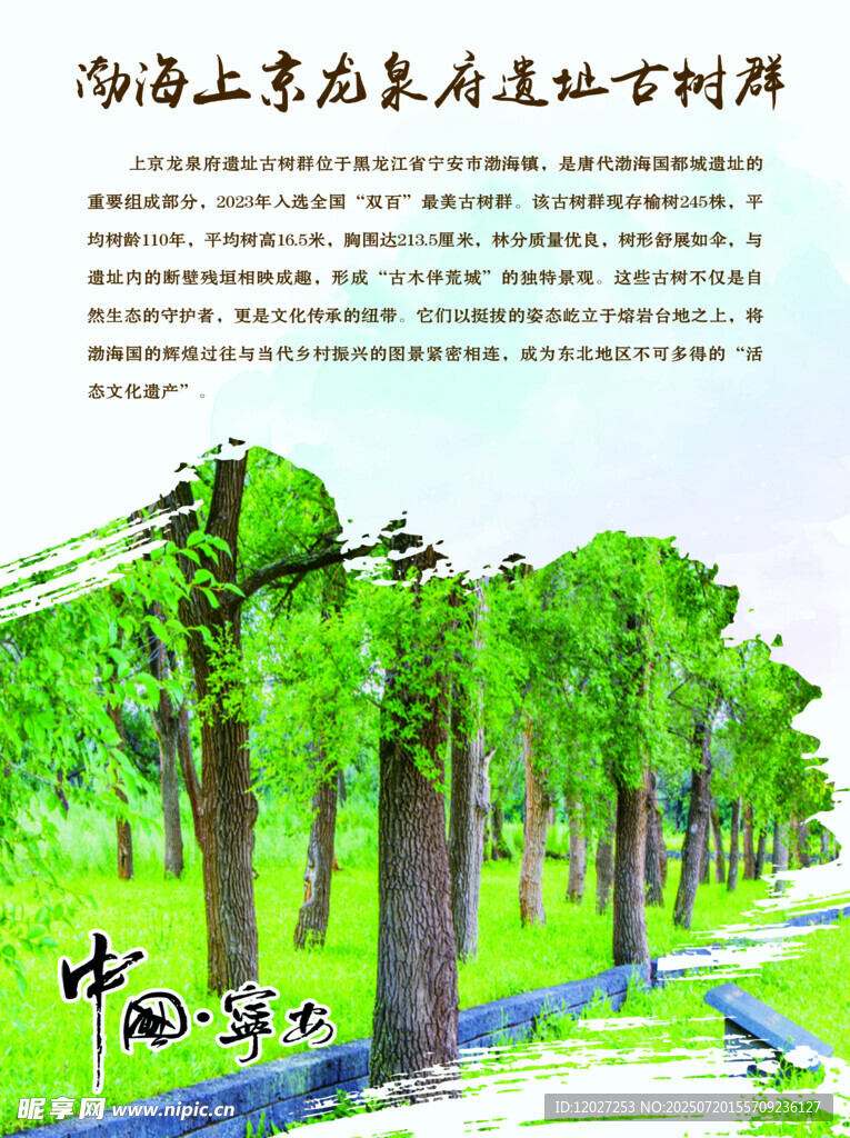 宁安市文化游系列上京龙泉府古树