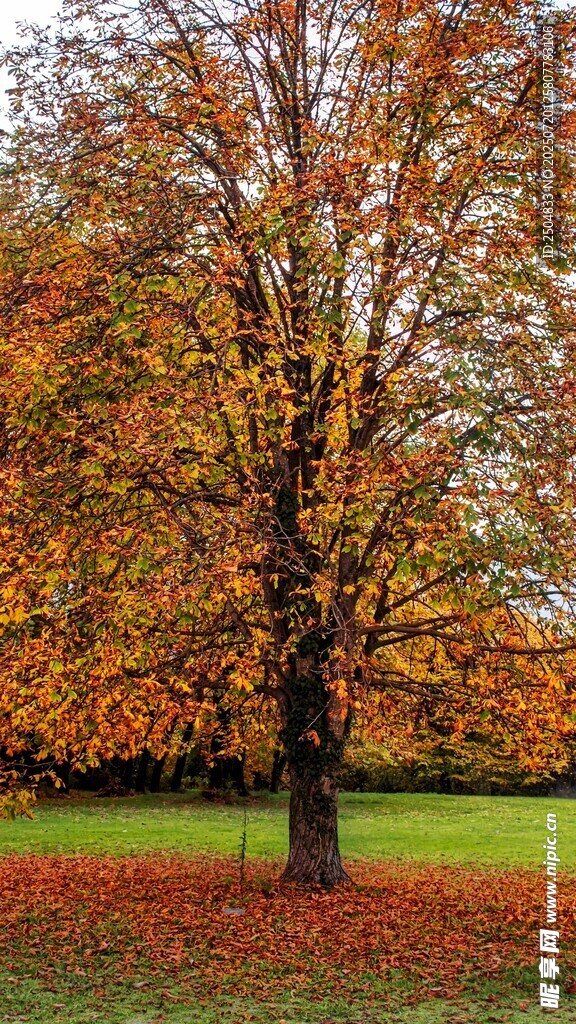 秋日独树 落叶铺地
