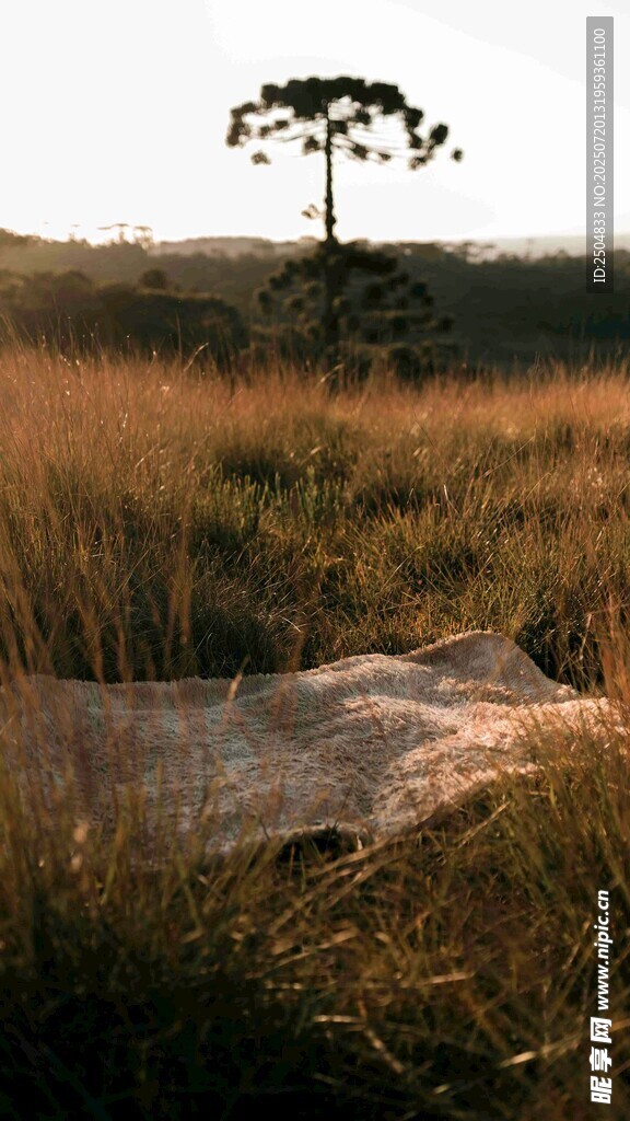 草原孤树 静谧自然景象