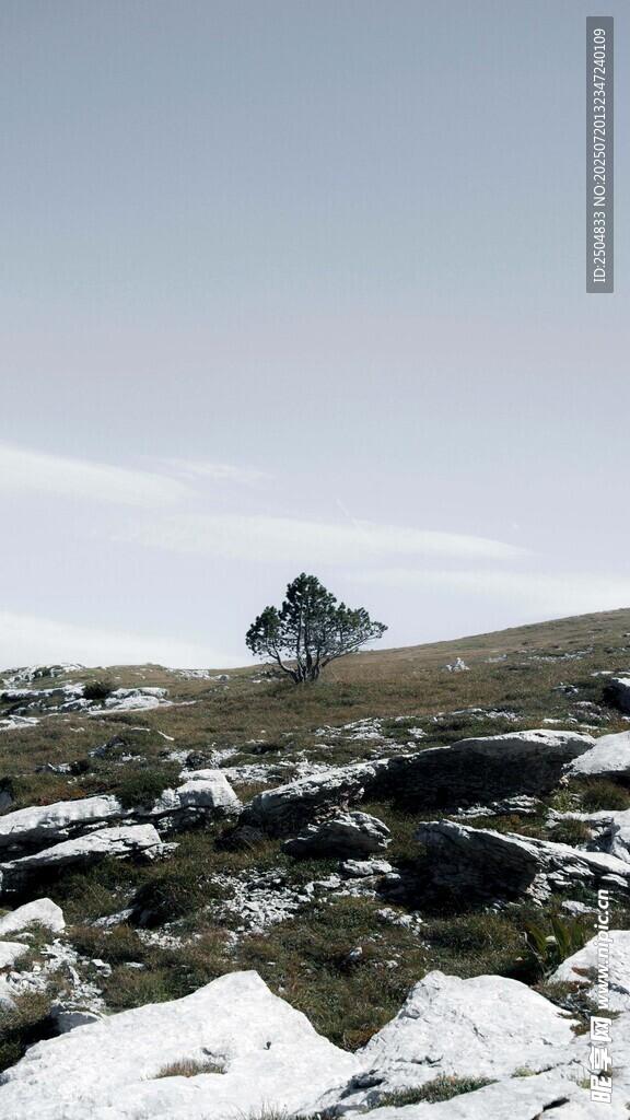 雪覆原野中的孤树