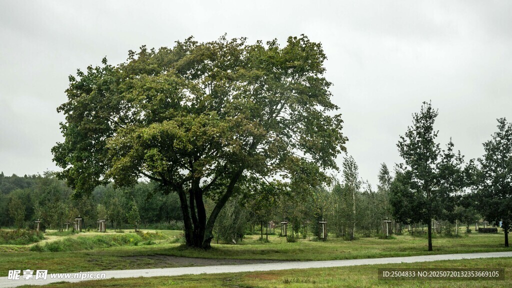 公园中独立茂盛的大树