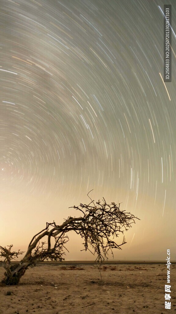 沙漠孤树旁的星轨奇观