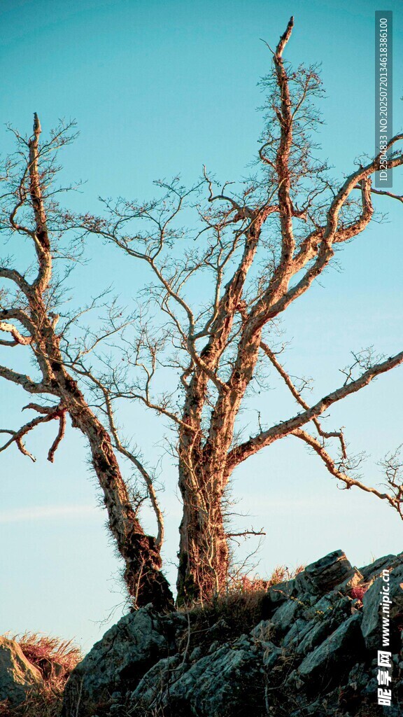 枯树立于岩石之上