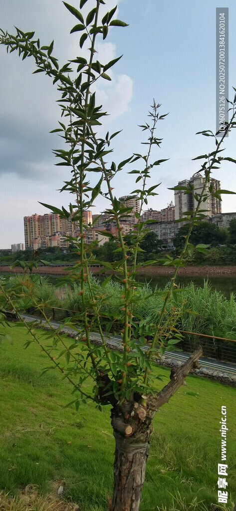 户外绿树草地风景图