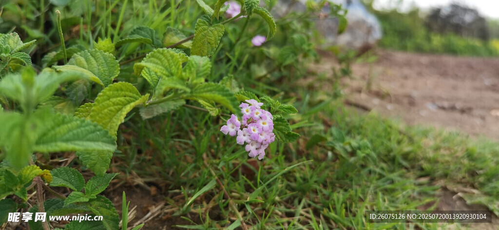 绿叶丛中的紫色小花