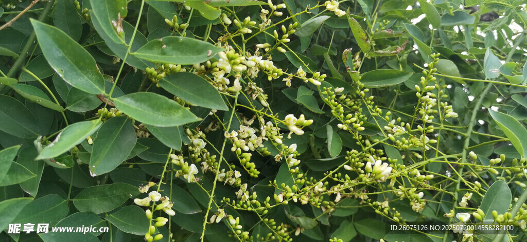 绿叶间的黄色小花