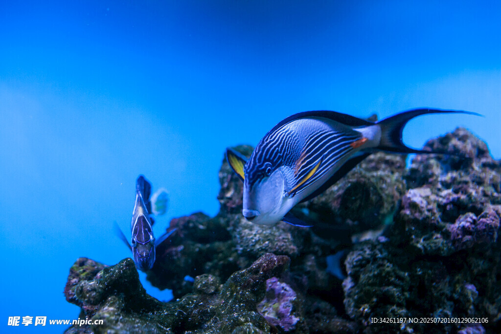 海洋中的美丽热带鱼