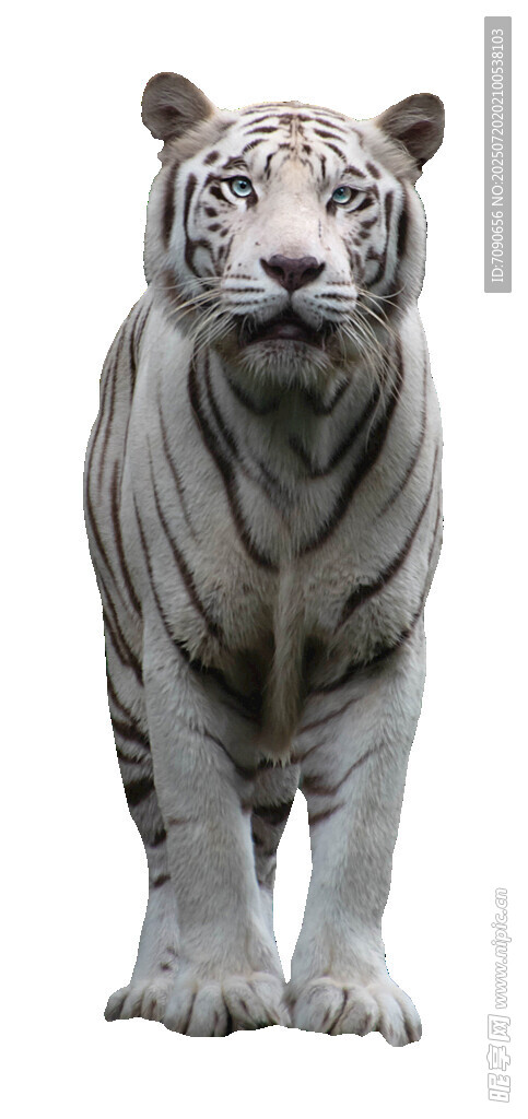 站立的白虎