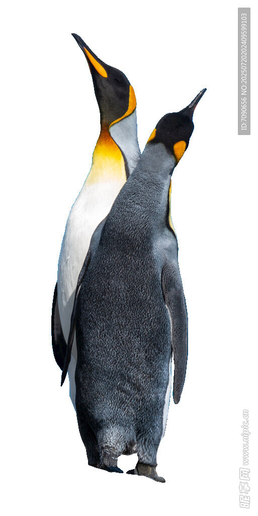 三只企鹅的温馨画面