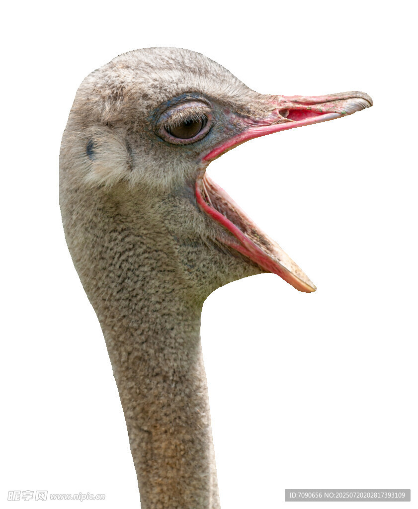 张嘴的鸵鸟头部特写