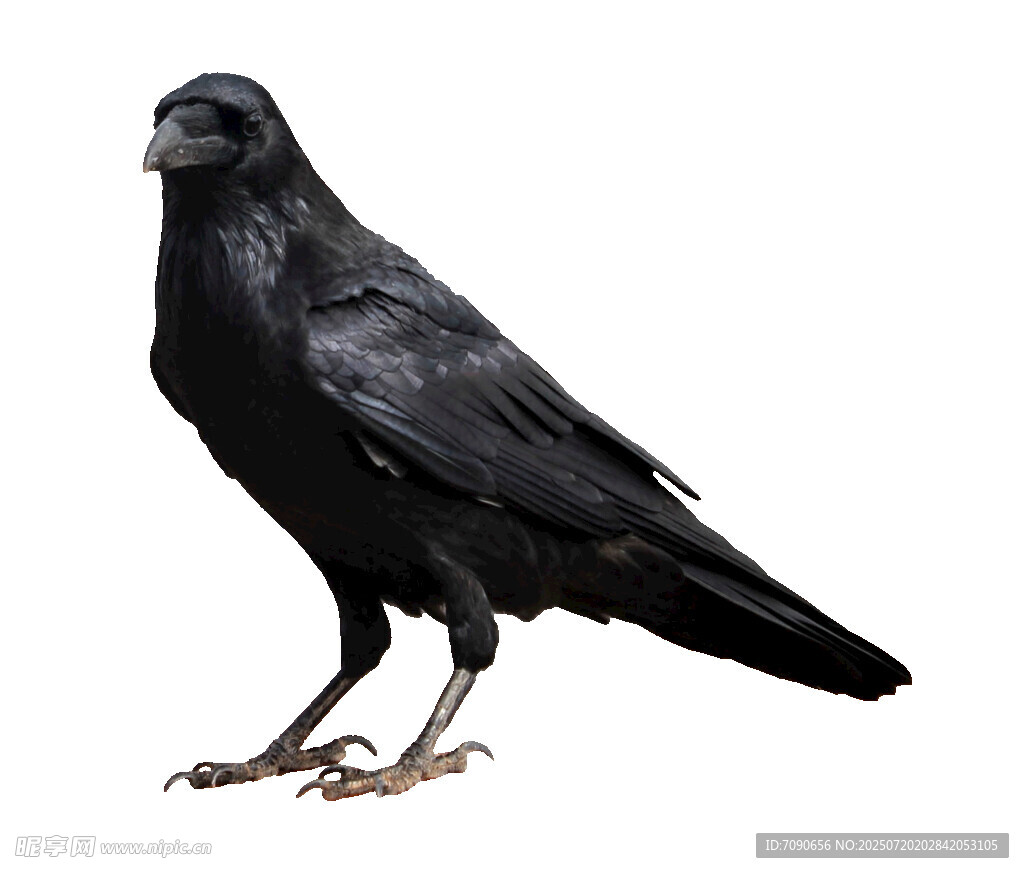 站立的黑乌鸦