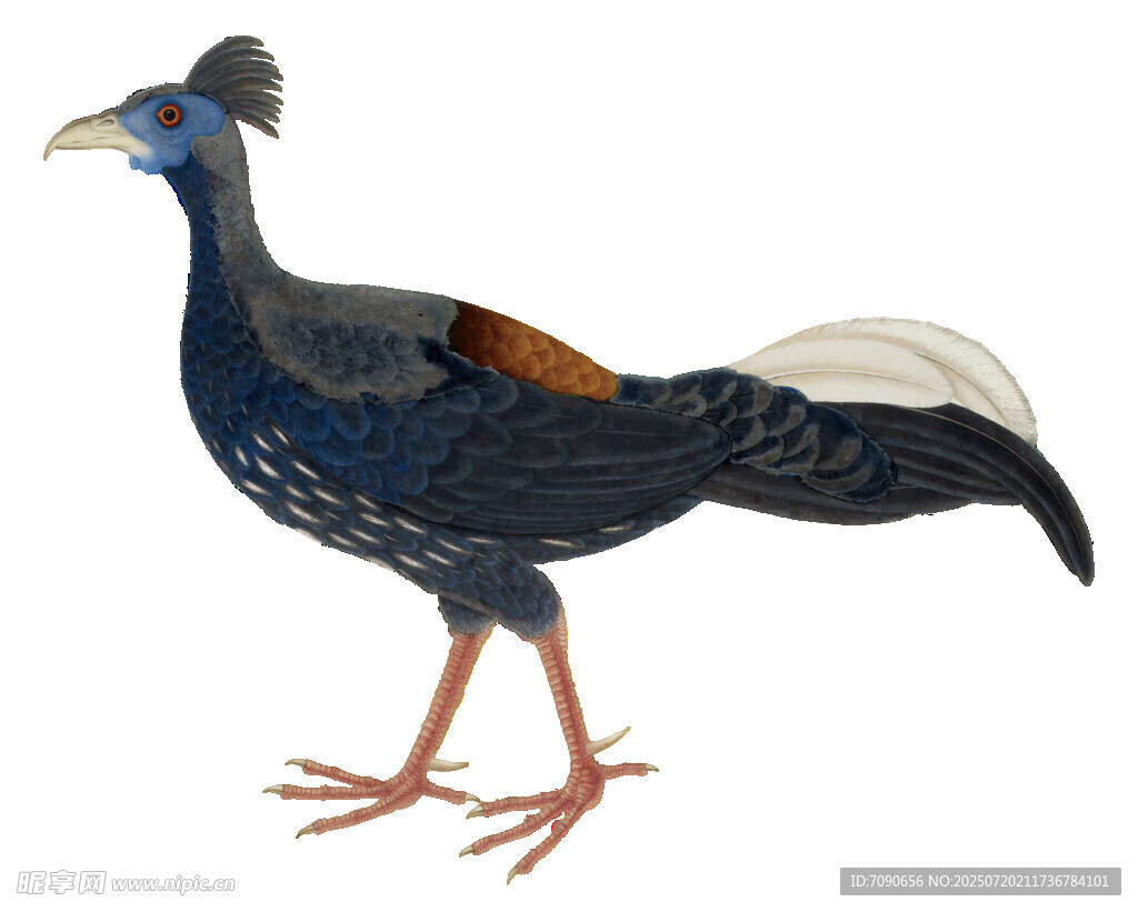 蓝黑色雉鸡插画