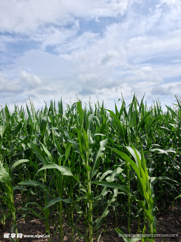 翠绿玉米田