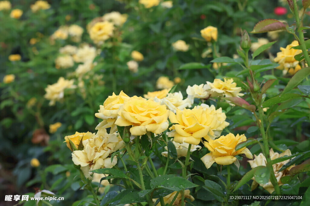黄色月季花