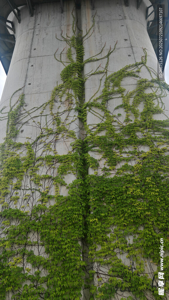 爬满绿植的墙面景观