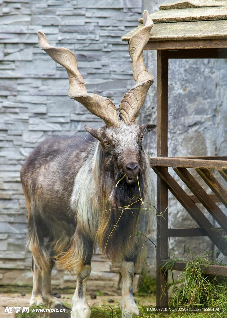 长角山羊立于石墙旁
