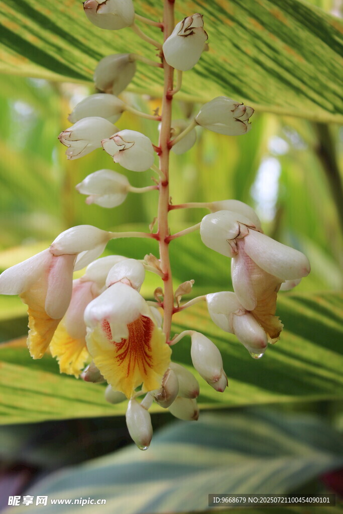 美丽姜科花卉特写