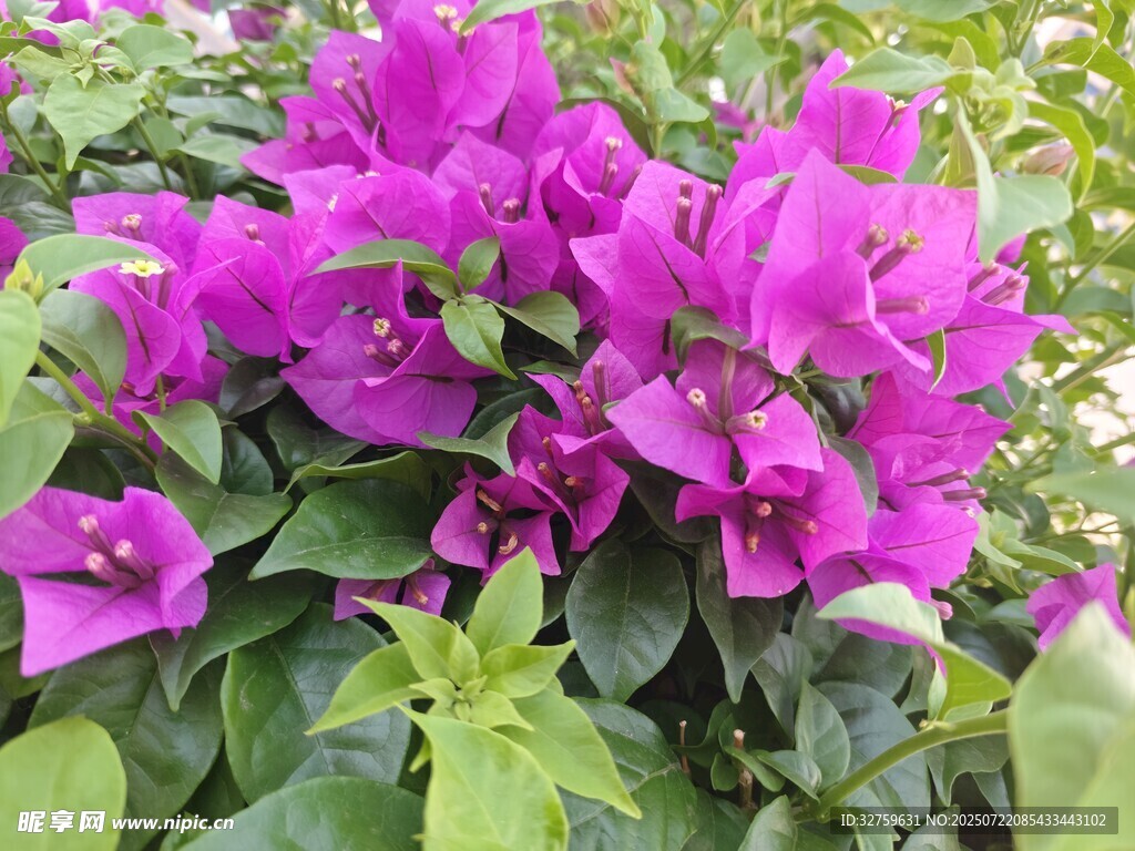 艳丽三角梅绽放