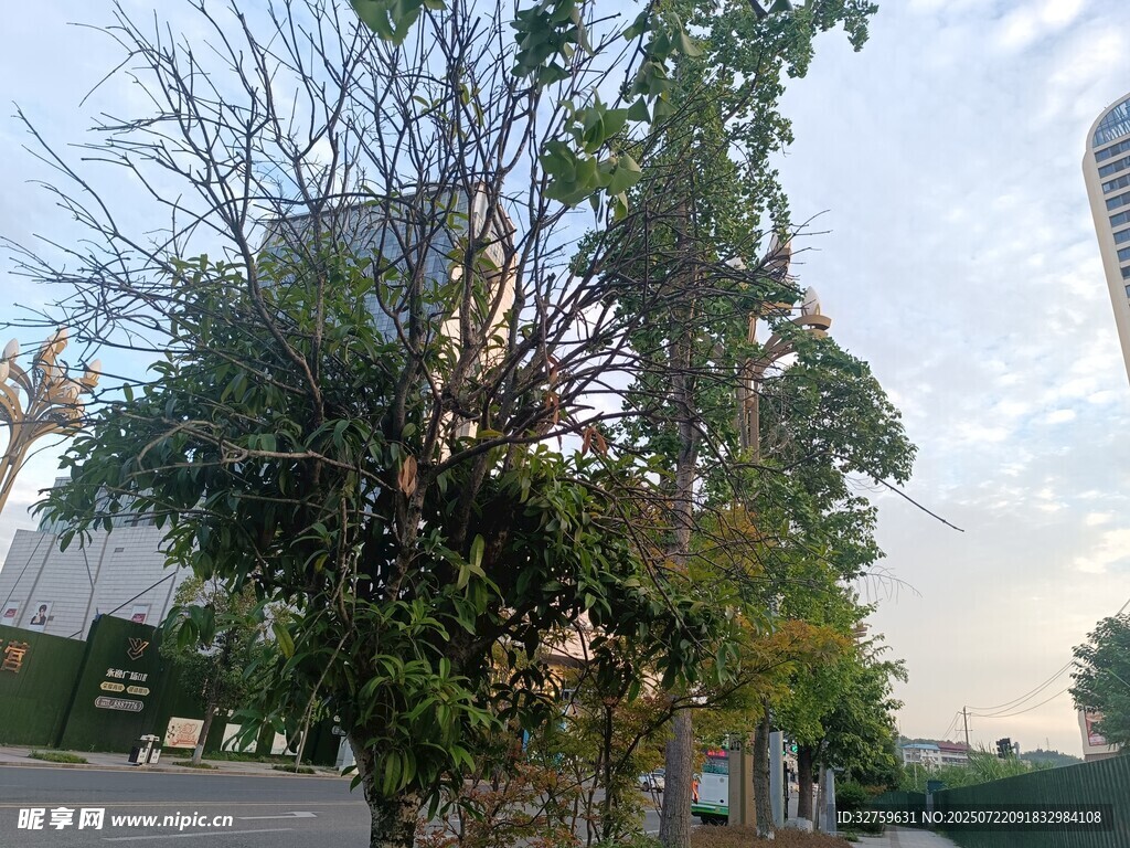 城市中光秃与葱郁的树木