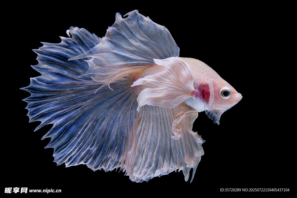 优雅斗鱼绽放灵动之美