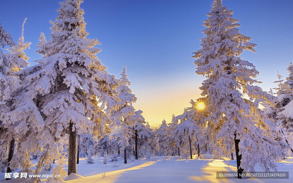 冬日雪林美景