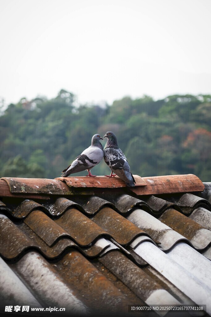 屋顶上亲昵的两只鸽子