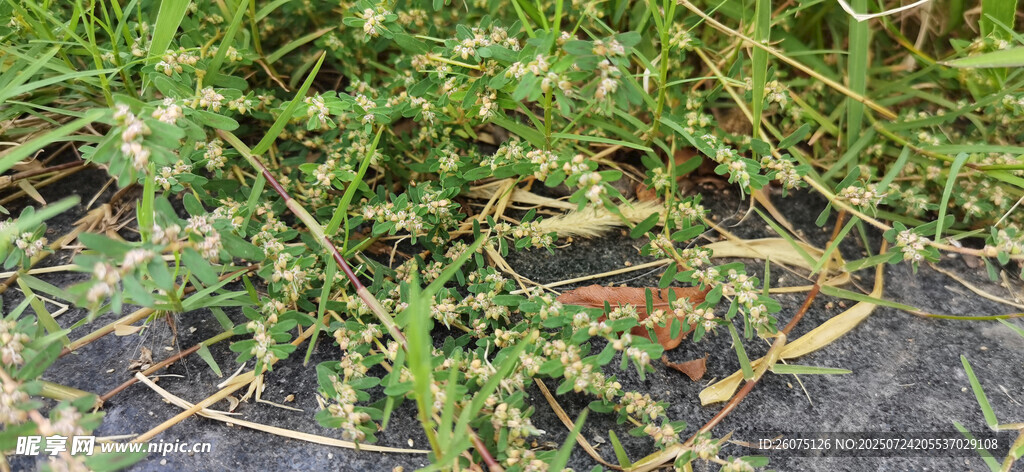 野外杂草丛生的自然景象