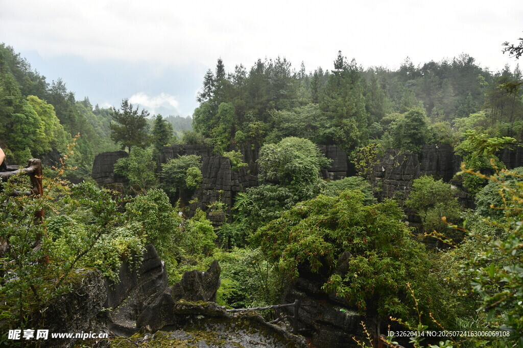 茂密山林中的自然景致