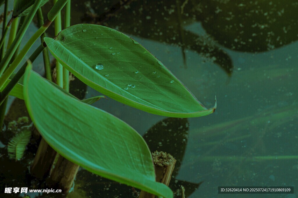 水边绿叶带露珠