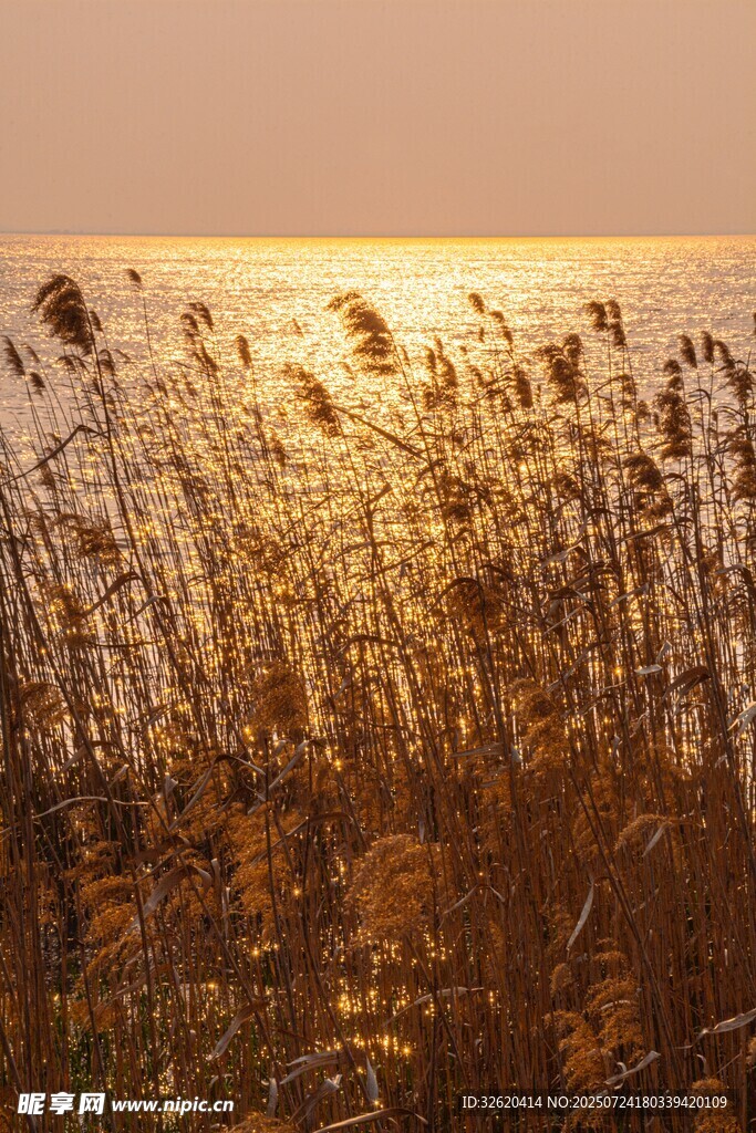 夕阳下的芦苇荡美景