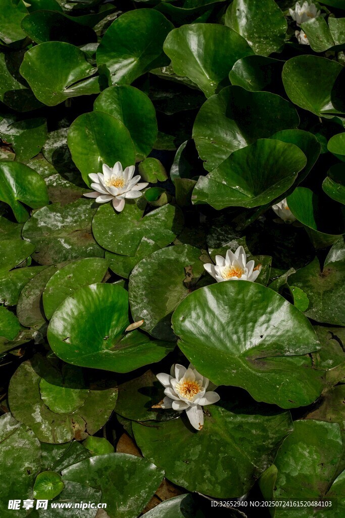 水中睡莲与绿叶的景致