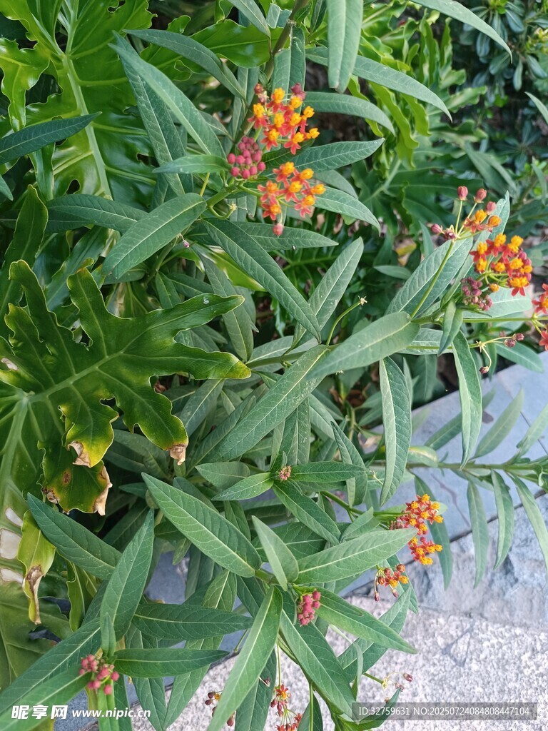 绿叶间的橙色小果实