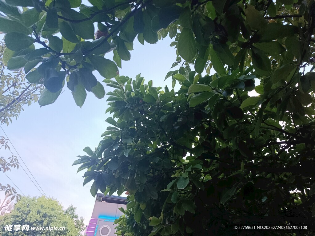 绿叶掩映下的多彩建筑