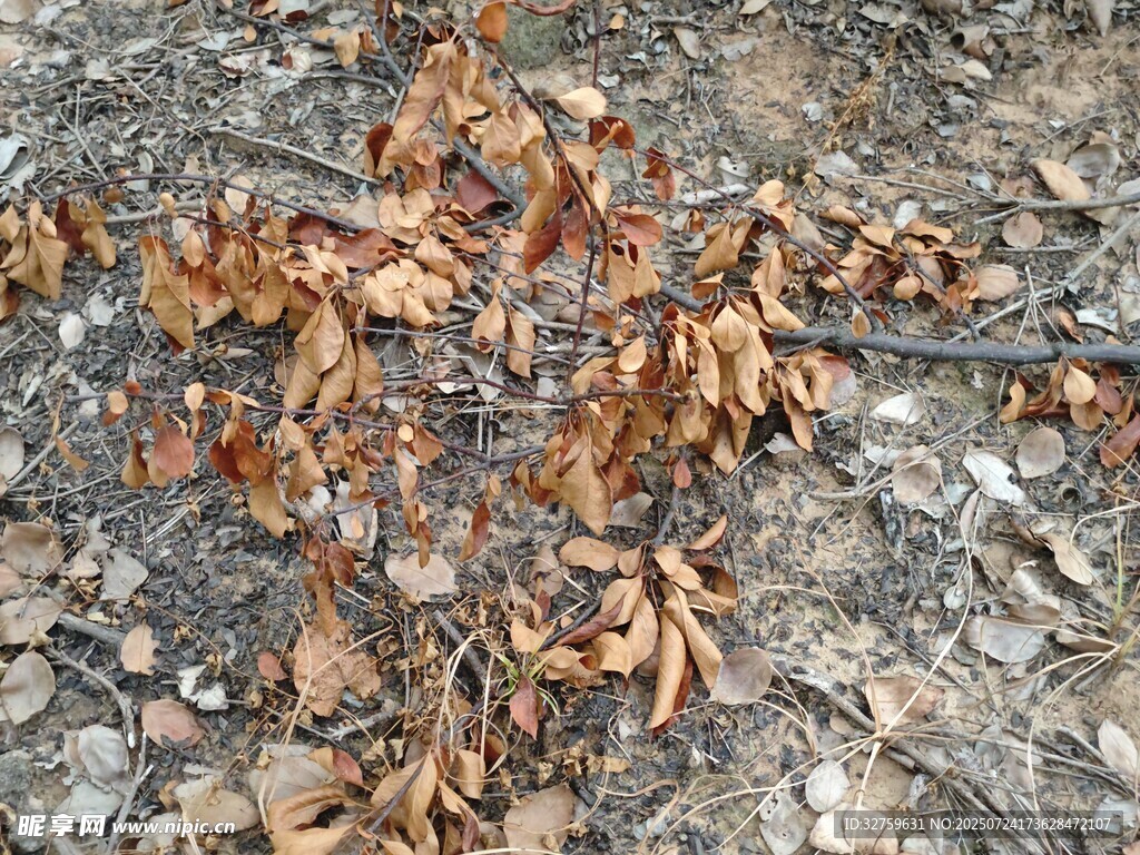 地面上的枯黄落叶